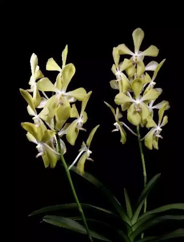 2020年迪拜世博會新加坡日的新盛宴，就在本月22日，敬請期待