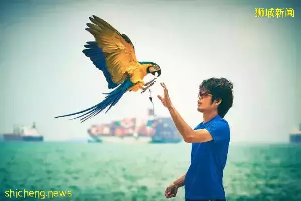 鹦鹉被老鹰吓走 饲主贴寻鸟启示 终在咖啡店找回