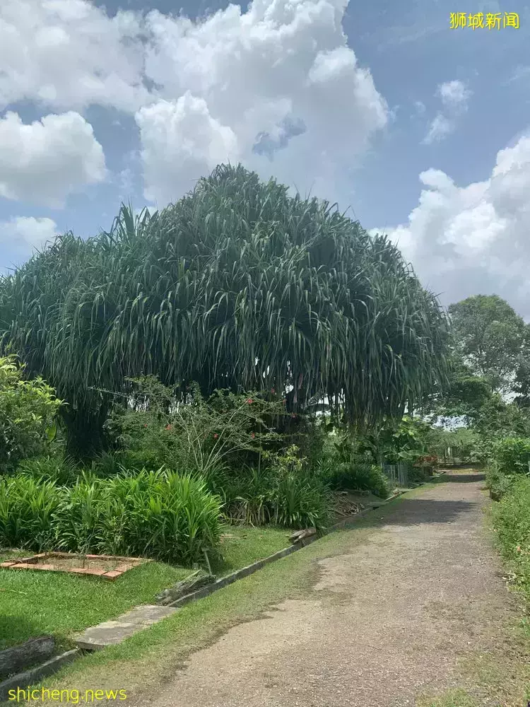 《即刻隨心所想，心想獅城》新加坡生態遊系列2