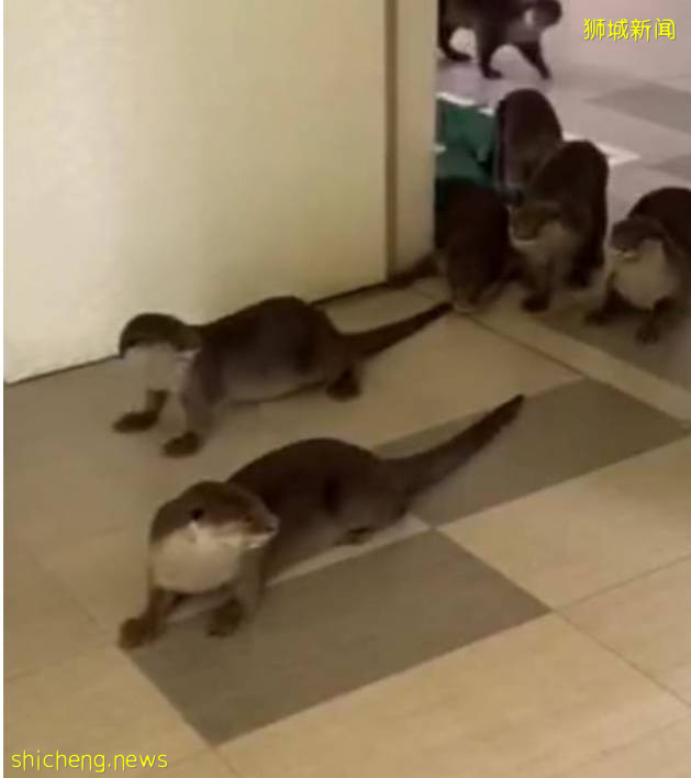 新加坡国立大学再登亚洲第一大学榜首,水獭家族都跑来庆贺,要本科学历的节奏