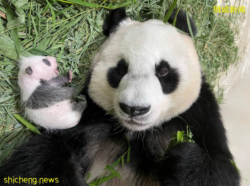 新加坡首只熊猫宝宝茁壮成长,一周就“胖了”七两