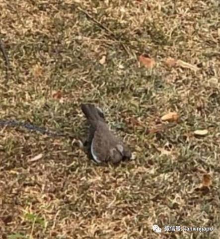 老安哥童心未泯，草地上设陷阱抓鸟，警方：罚款