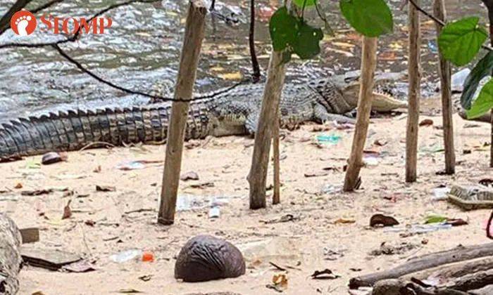 新加坡频现巨蟒和鳄鱼!“我看到蛇在路中间抱团......”