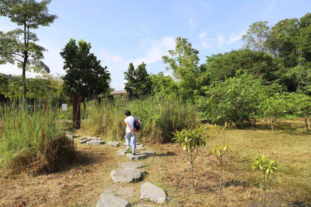 3天小長假！請來新加坡最美的濕地，超500種熱帶動植物免費看