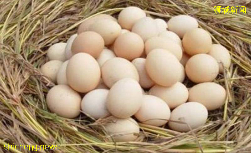 可惜!進口過多新加坡扔掉25萬個雞蛋!