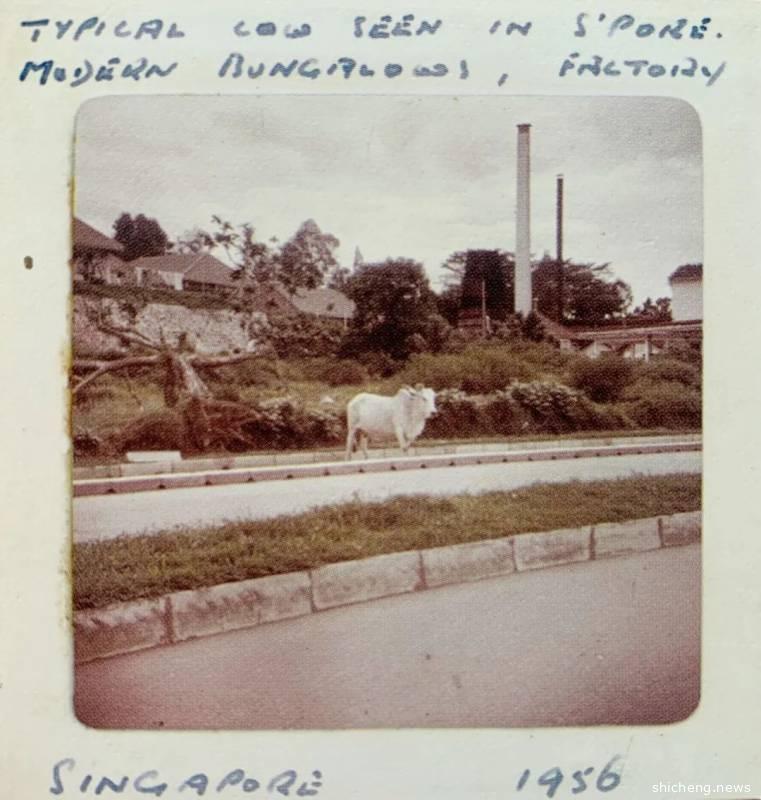 新加坡的最后一头牛