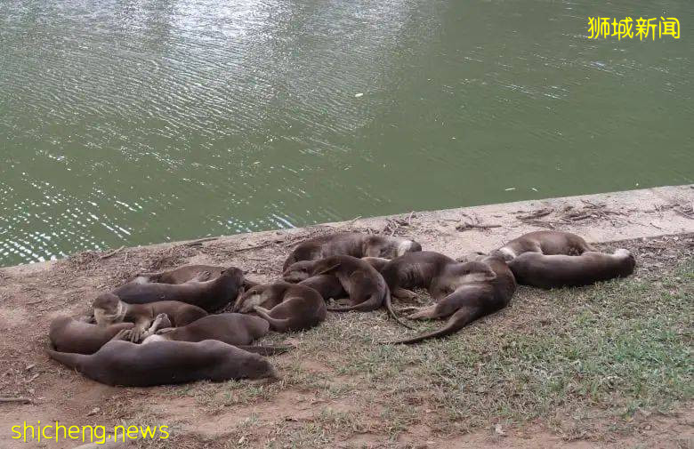 國大校園驚現水獺家族！背後竟有一段浪漫愛情故事