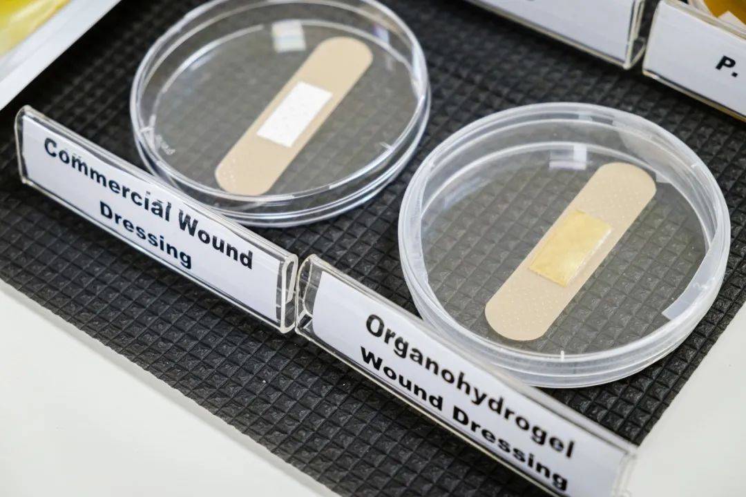 变废为宝有妙招,南洋理工大学团队发明榴梿壳创口贴