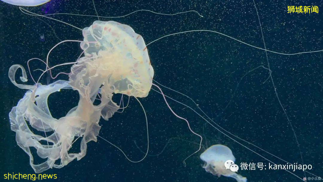 亞洲最大的海洋館,原來在新加坡