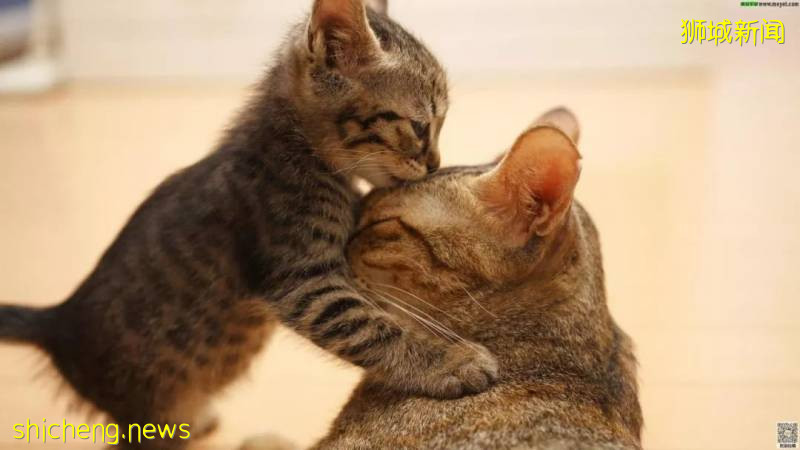 新加坡丨要想養寵物,需要怎麽做!