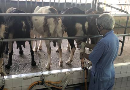 擠羊奶、餵山羊、看打架！我和孩子在新加坡找到了800多只山羊