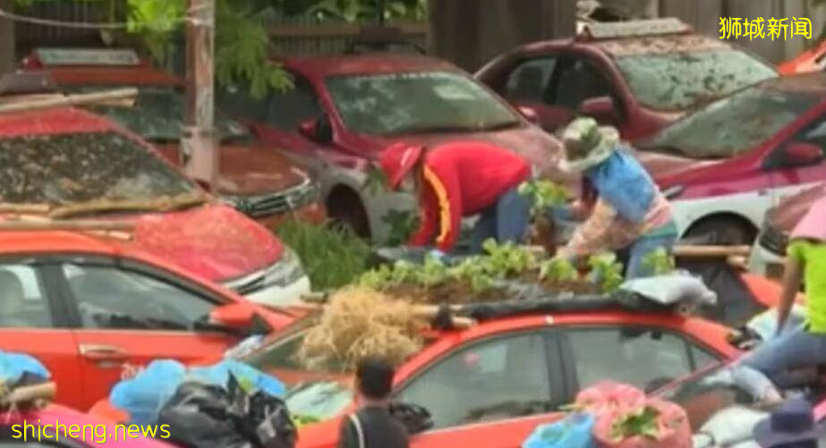 新加坡“計程車”司機再受打擊、生意血虧!要不要學學泰國車頂種菜謀生?