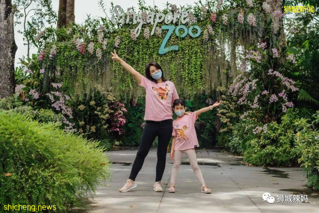 僅2天！新加坡動物園最牛的餵動物之旅，8折！還有幻光雨林和4大園5.5折起，搶啦