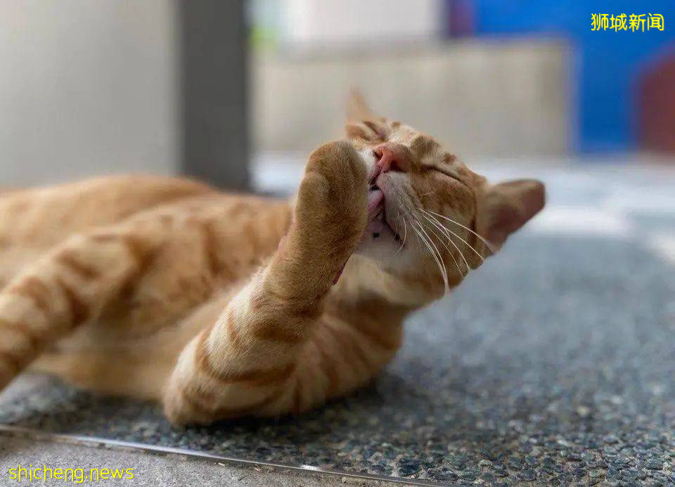 《南洋理工大學撸貓指南》