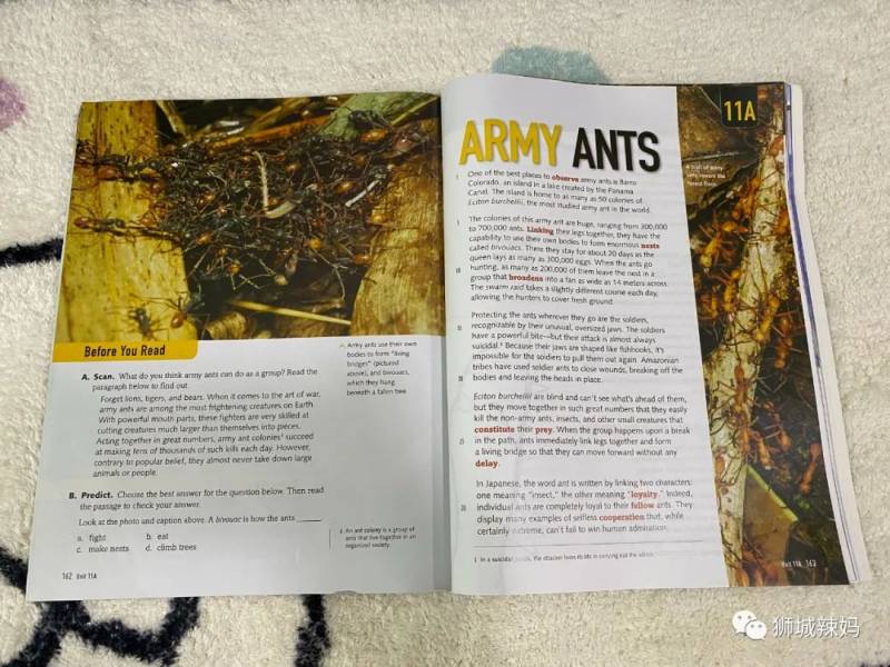 亞洲第一的螞蟻博物館居然在新加坡