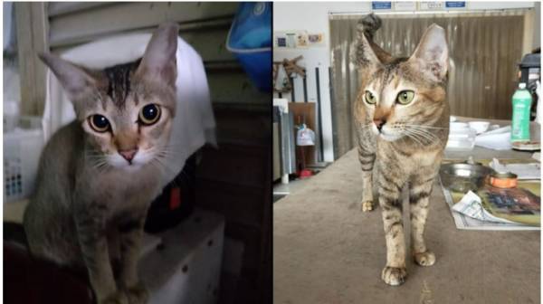 狮城10小猫待领养 否则人道毁灭