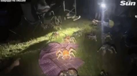 突發！這個海灘驚現一群巨型椰子蟹，還搶燒烤吃！新加坡也被鳄魚、蜥蜴、蟒蛇、水獺、猴子、野豬、野雞嚇到過