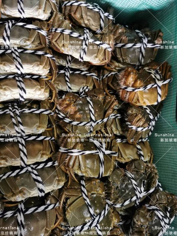 秋天來了 NTU的學生都在這裏領取了他們的陽澄湖大閘蟹