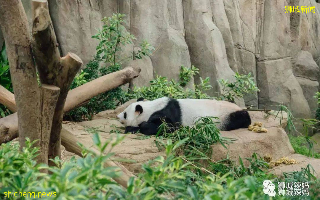 僅2天！新加坡動物園最牛的餵動物之旅，8折！還有幻光雨林和4大園5.5折起，搶啦
