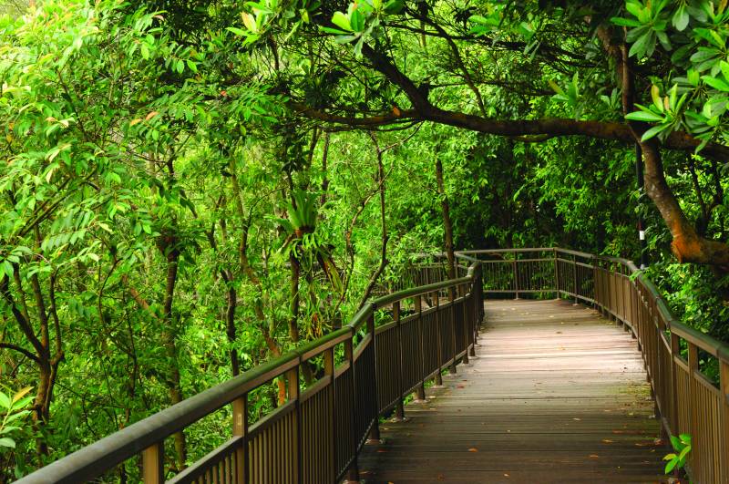 親近大自然，好玩又免費！盤點新加坡9處沼澤紅樹林 · 珍稀野生鳥類 + 特有品種植物 + 漫步木質走道 · 簡直就是大自然愛好者必打卡的聖地