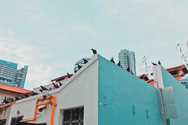 林俊傑做形象大使,周傑倫念念不忘,新加坡有什麽好玩?