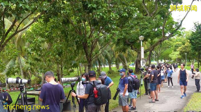 新加坡公园发生诡异一幕，罕见三趾翠鸟飞入池塘后“蒸发不见”