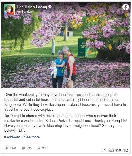 新加坡也有“櫻花”？看看當地領導們如何當起賞花向導