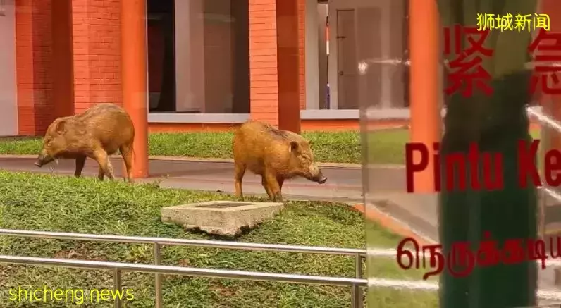 野猪又走进新加坡社区了，大家要小心啊