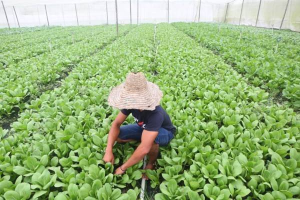 柔去年制造业投资额狂跌 新加坡成最大投资“金主”