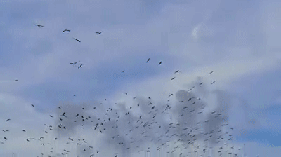 1000多只鸟在新加坡上空集结，超罕见！