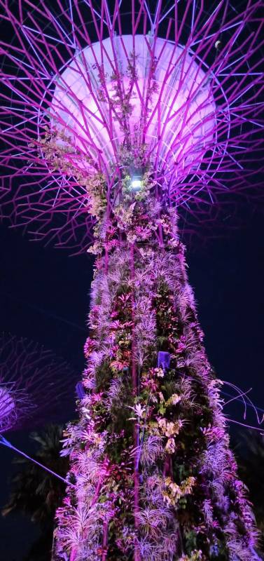 实拍！全世界都羡慕新加坡这个圣诞夜景！8个梦幻夜晚美炸了