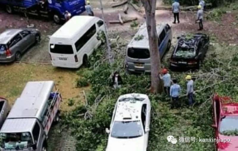 新加坡组屋楼下，6层楼高大树倒地，车辆挡风玻璃全碎