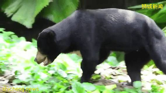 號外!新加坡可以認養企鵝、猩猩、樹懶,能帶回家嗎!