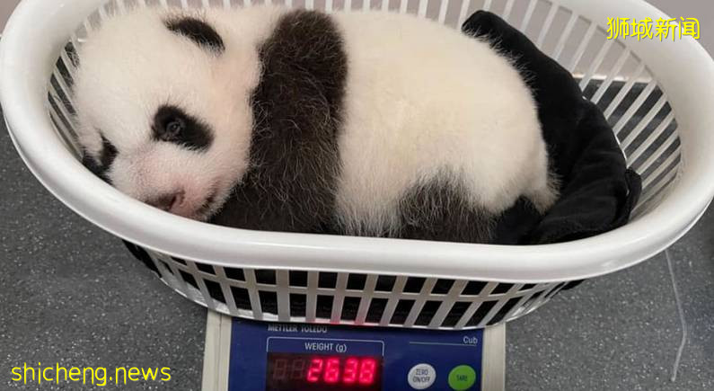 新加坡首只熊猫宝宝茁壮成长,一周就“胖了”七两