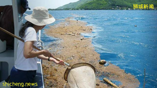 NUS研究发现 海黾历史与所生存洋流的历史紧密相连