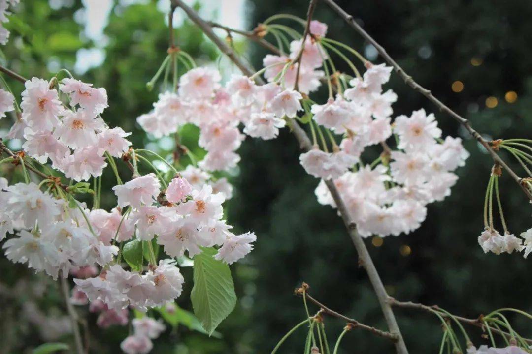 櫻花季去不了日本?那就在濱海灣和Hello Kitty共賞櫻