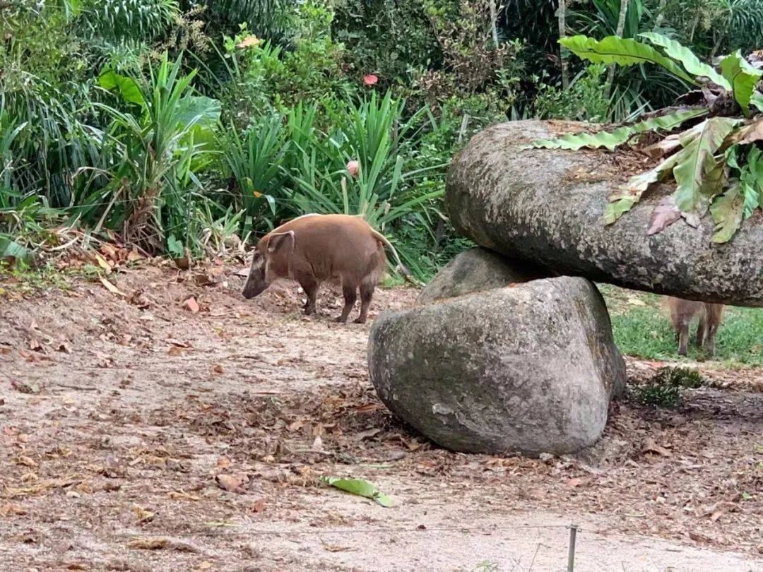 行走獅城——新加坡動物園