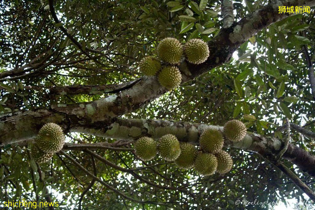 新加坡这个公园内20棵榴梿树大丰收!一群人等著捡,最高罚5万