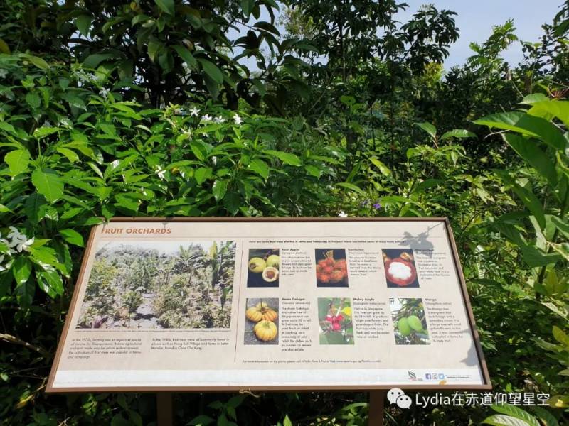 新加坡也有溫泉 三巴旺溫泉公園