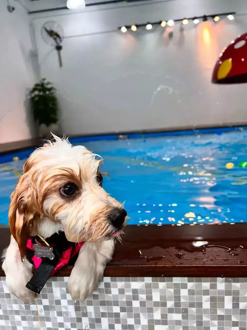 在新加坡，狗狗都有专门的宠物泳池？！看看长啥样