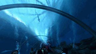 还有多久可以旅行?先来复习一下新加坡