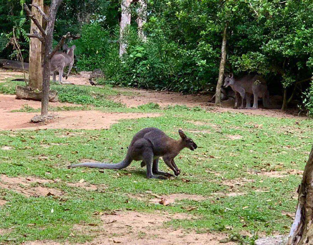 行走獅城——新加坡動物園