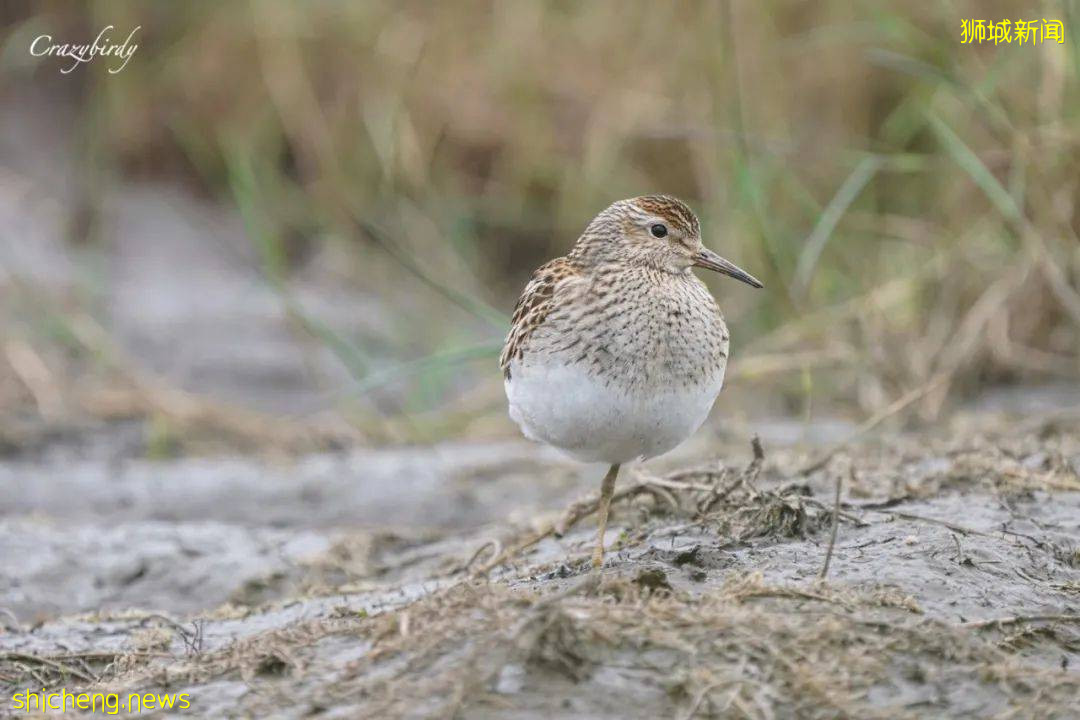 這個號稱新加坡最美濕地的遛娃好去處，竟然還能這麽玩