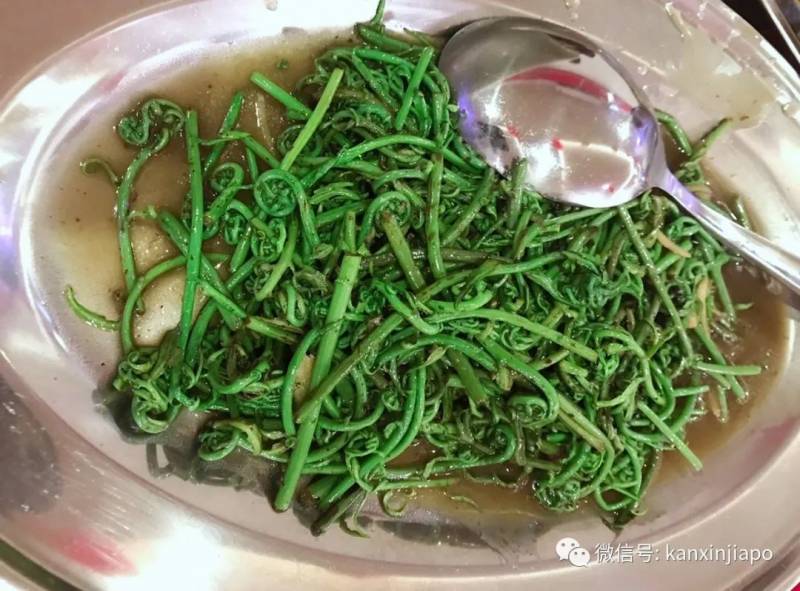 這個蕨類在新加坡被一掃而空,究竟是何方神聖