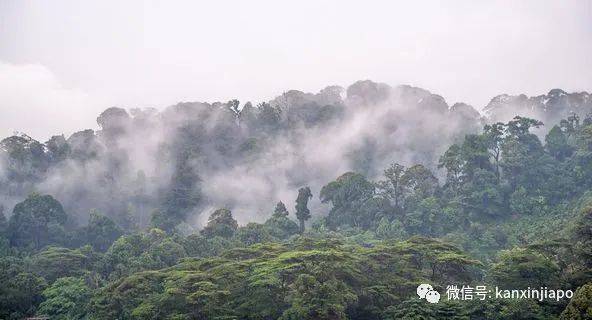人间仙境！雾气掩盖163.63米的武吉知马山，好梦幻