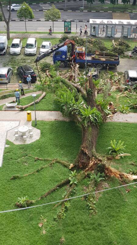 8楼高老树轰然倒下 击中多辆车和摩哆