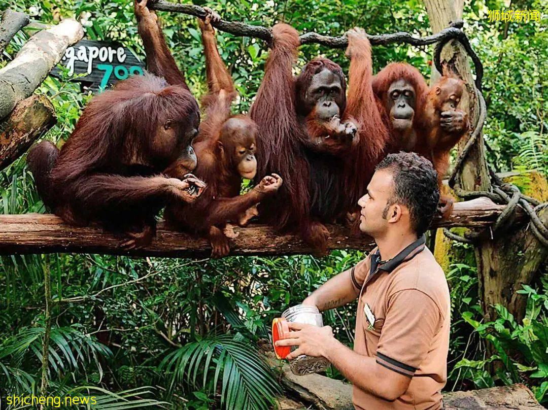 新加坡年底假期去哪玩？18个景点+活动+酒店推荐，还能用SRV券哦