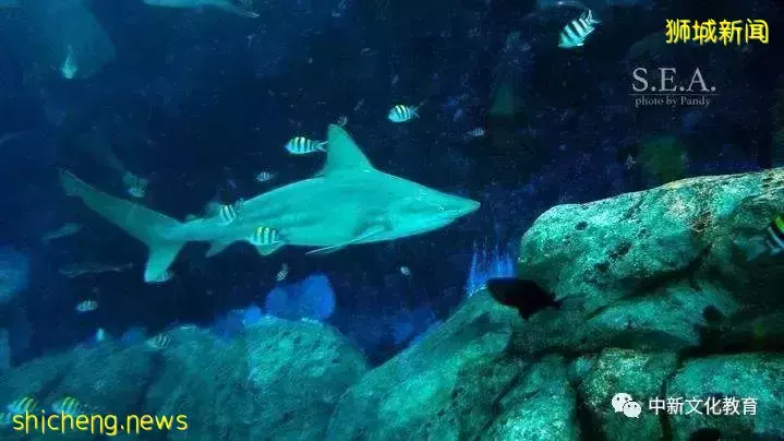 新加坡旅遊,9大網紅打卡地