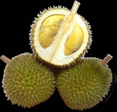 新加坡美食攻略之 -----榴梿篇