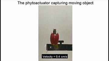 植物也能聯網!新加坡科學家研發植物機器人,可用于觀測植物健康和病蟲害預警
